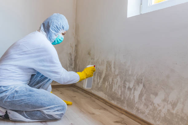 Licensed Mold Remediation service in Bradenton Beach, FL - WQB Mold Removal